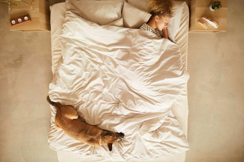سگ و دختر جوان در یک تخت خوابیده اند