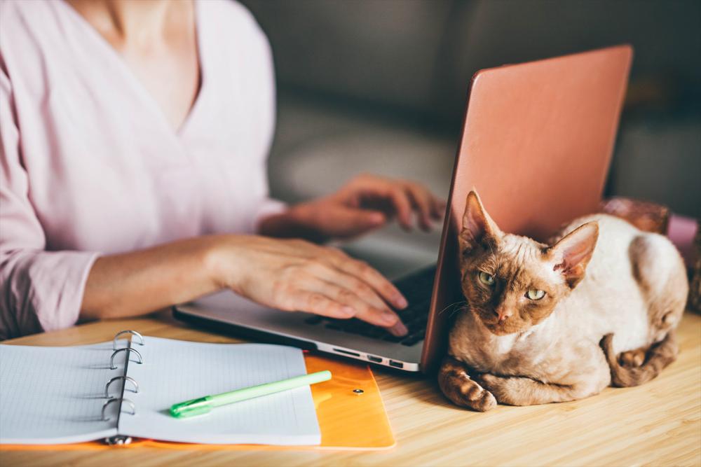 girl using laptop and cat on the desk