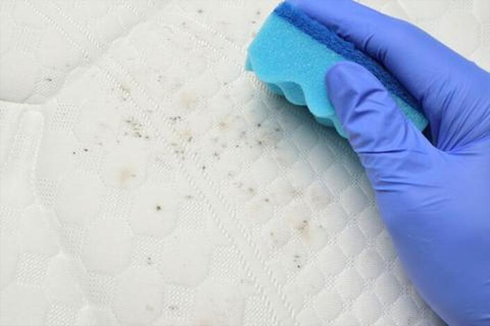 Remove Mold From Furniture Upholstery, How To Remove Mildew From Furniture Fabric