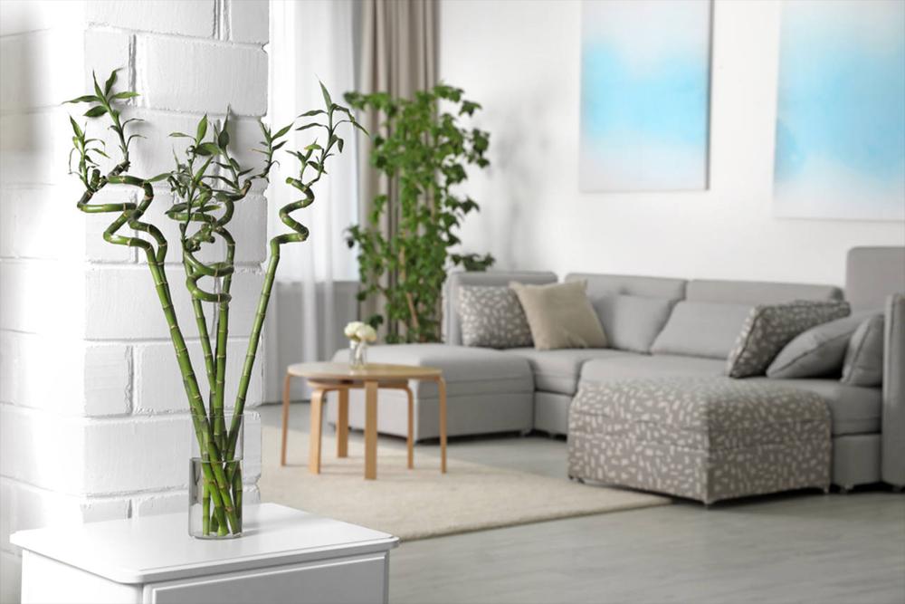lucky bamboo plants in home decoration
